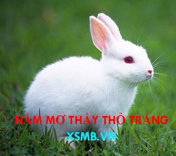 Nằm mơ thấy thỏ trắng thường mang ý nghĩa tài lộc cho gia chủ