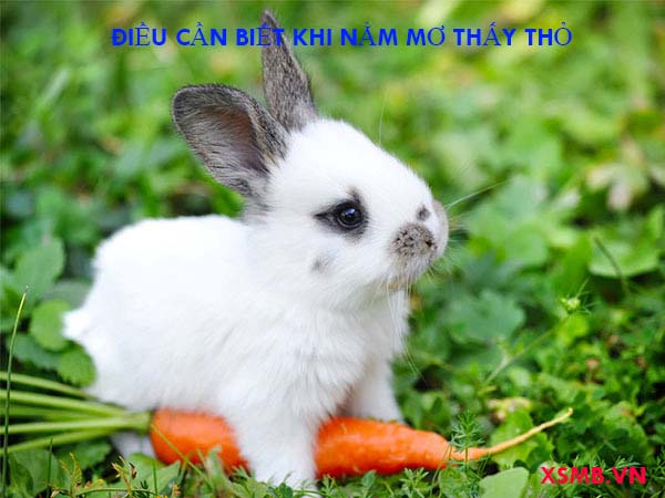 Giải mã nằm mơ thấy thỏ đánh con gì