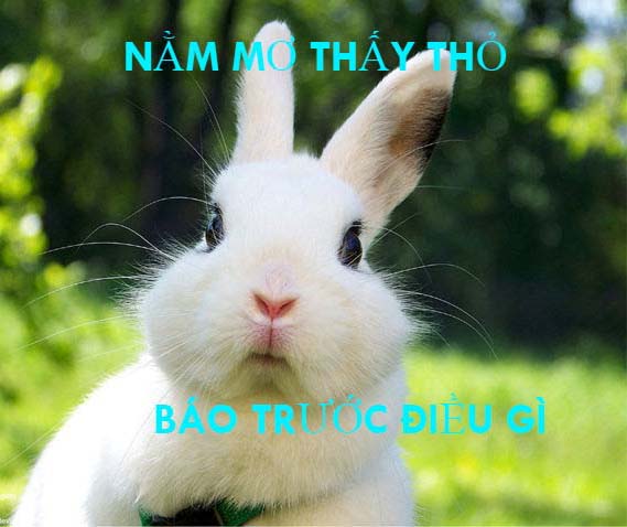 Nằm mơ thấy thỏ trắng - 10 điều nên biết về giấc mơ này