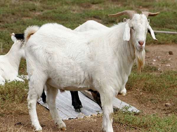 "Điềm