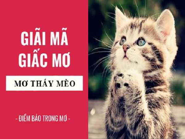 Điềm báo trong giấc mơ thấy mèo – Đánh con số lô tô nào?