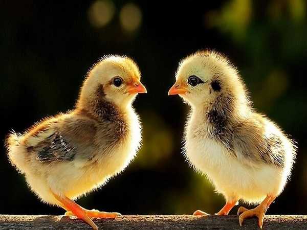 Mơ thấy gà con là điềm báo gì – Đánh con số nào?