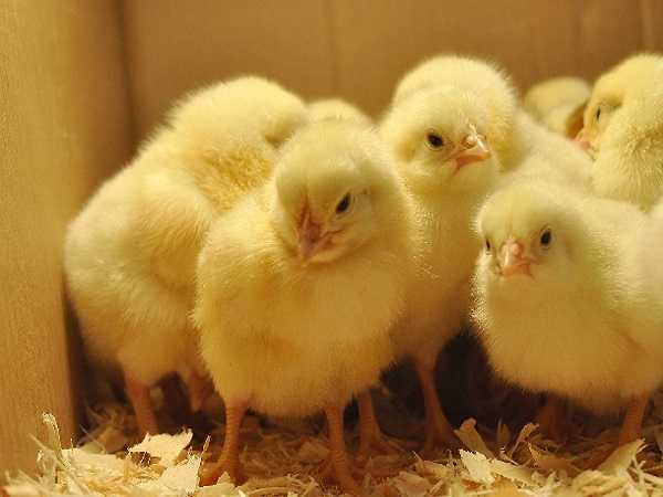 Điềm báo trong giấc mơ thấy gà con