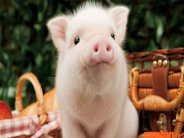 Mơ thấy heo đánh con gì may mắn nhất?