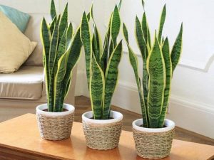 Giải mã giấc mơ thấy cây cảnh đánh số nào chính xác?