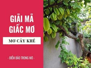 Giải mã giấc mơ thấy cây khế là điềm lành hay dữ? Đánh số nào chính xác?