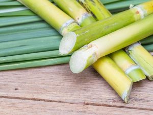 Giải mã giấc mơ thấy cây mía là điềm báo điều gì? Đánh số nào?