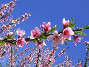 Nằm mơ thấy hoa đào điềm báo lành hay dữ? Đánh con gì?