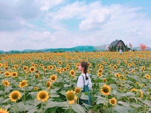 Mơ thấy hoa hướng dương là điềm báo gì? Đánh số nào chính xác?