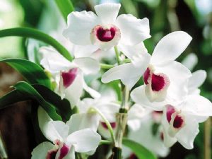 Mơ thấy hoa lan có điềm báo gì? Đánh con số nào chính xác?
