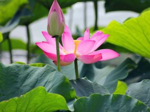 Ý nghĩa của giấc mơ thấy hoa sen và những con số may mắn