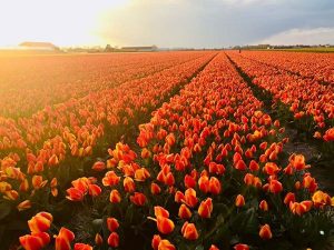 Giải mã giấc mơ thấy hoa tulip nên đánh số nào may mắn?
