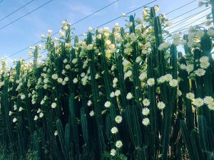 Mơ thấy xương rồng là điềm lành hay dữ? Đánh số nào chính xác?