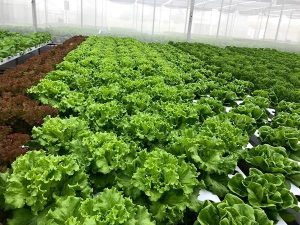 Giải mã giấc mơ thấy vườn rau đánh con gì chính xác?