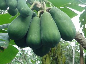 Mơ thấy quả đu đủ là điềm báo lành hay dữ? Đánh con gì chính xác?