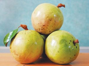 Mơ thấy quả vú sữa là điềm báo lành hay dữ? Đánh con gì may mắn?