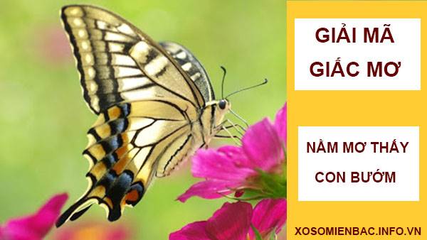 Nằm mơ thấy con bướm đánh số mấy đánh con gì