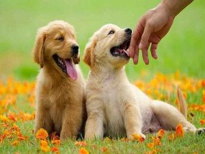 Mơ thấy chó vàng là điềm lành hay dữ? Đánh số tô con gì?