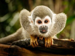 Giải mã giấc mơ thấy khỉ là điềm gì? Đánh con gì?