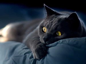 Mơ thấy mèo đen là điềm báo lành hay dữ?