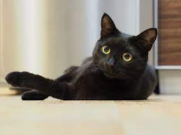 Nằm mơ thấy mèo đen đánh con gì?