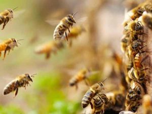 Mơ thấy ong đánh con gì để trúng lớn và mang tài lộc về nhà?