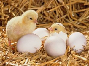 Mơ thấy gà đẻ trứng là điềm báo lành hay dữ?