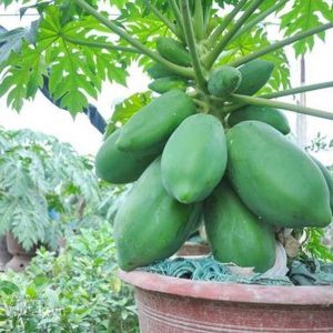 Nằm mơ thấy cây đu đủ đánh con gì? nên đánh con số mấy