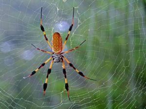 Nằm mơ thấy nhện đánh con gì trúng lớn?