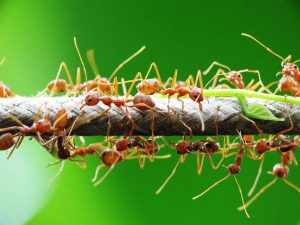Ngủ mơ thấy kiến là điềm hung hay cát? Đánh con gì may mắn?