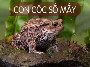 Giải mã giấc mơ thấy cóc điềm báo lành hay dữ? Đánh con gì?