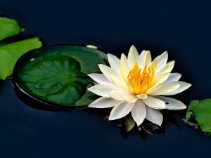Giải mã giấc mơ thấy hoa súng đánh con gì chính xác?