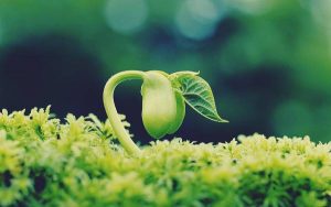 Giải mã giấc mơ thấy hạt đậu xanh là điềm báo gì? Đánh số mấy