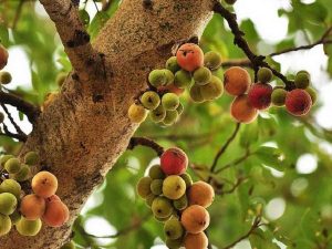 Mơ thấy cây sung đánh con gì may mắn dễ trúng thưởng?