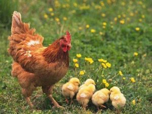 Mơ thấy gà mái đánh con gì, điềm báo lành hay dữ?