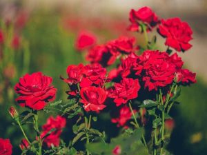 Giải mã giấc mơ thấy hoa màu đỏ đánh con gì may mắn?