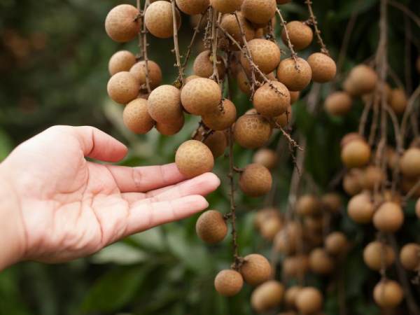 Mơ thấy nhãn Mơ thấy nhãn