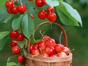 Mơ thấy quả màu đỏ đánh con gì, điềm báo tốt hay xấu?