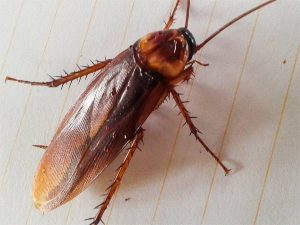 Chiêm bao mơ thấy gián đánh số mấy ? là điềm tốt hay xấu ?