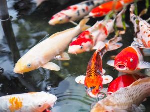 Mơ thấy cá chép đánh con gì, điềm báo lành hay dữ?