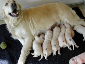 Ngủ mơ thấy chó đẻ đánh con gì ? Mang ý nghĩa gì ?