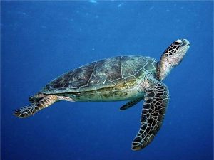 Mơ thấy rùa đánh con gì, điềm báo hên hay xui?