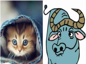Tìm hiểu tuổi Mão và tuổi Sửu có hợp nhau không?