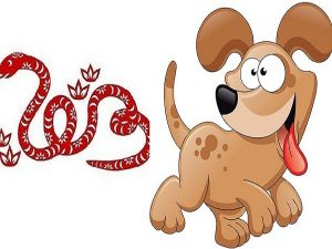 Bói người tuổi Tỵ và tuổi Tuất có hợp nhau không?