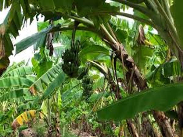 Giải mã giấc mơ thấy cây chuối điềm báo tốt hay xấu sắp tới?