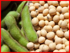 Mơ thấy hạt đỗ tương mang đến điềm báo gì đánh số mấy