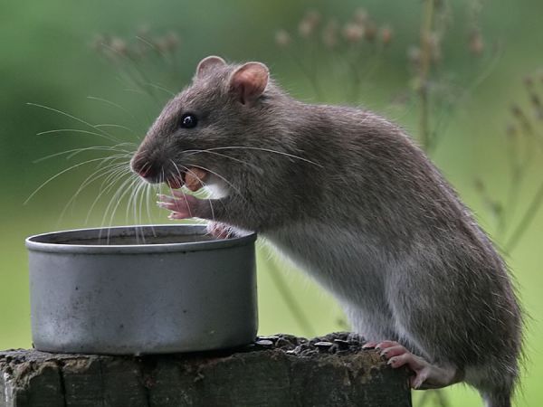 Điềm báo giấc mơ thấy chuột cắn là gì? Đánh số mấy?