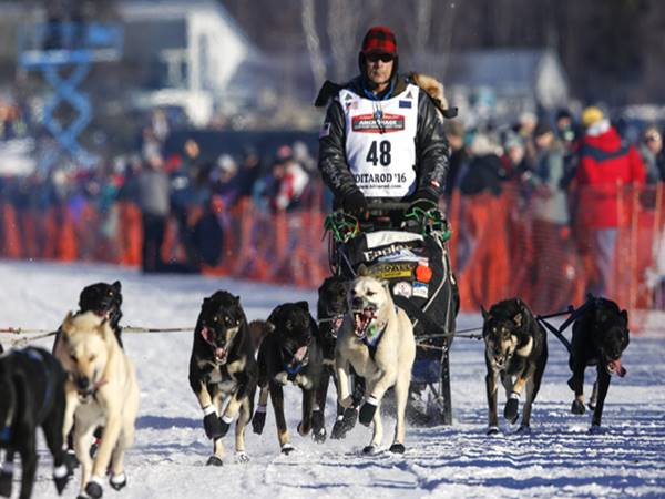 Cuộc đua chó thế giới Iditarod Trail Sled Dog Race