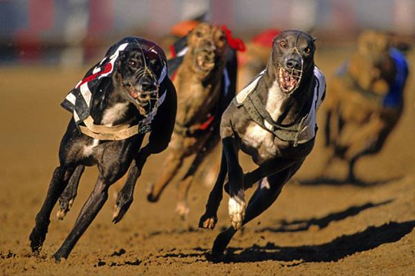 Cuộc đua chó thế giới Greyhound racing