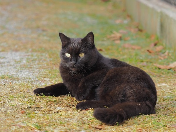Luận giải chi tiết mèo đen vào nhà là điềm gì?